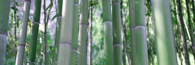 Unique green tropical environment with bamboo trees bright bamboo path in forest concept