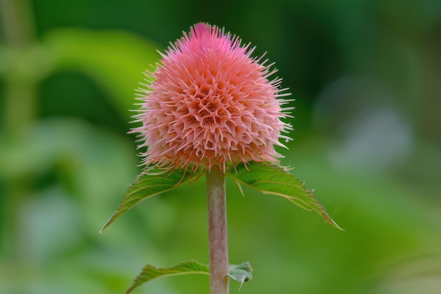 Unique pink spiky flower blooming in a lush green garden during daytime