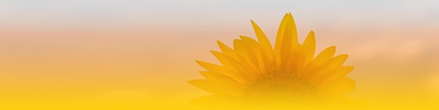 Universal Linkedin banner for different professions with sunflower