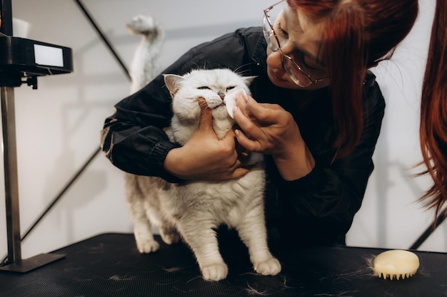 Photo an unknown breeds cat is being groomed on the beautician table in pet grooming by skilled technicians and experienced with meticulously specialized scissors to get a beautiful shape