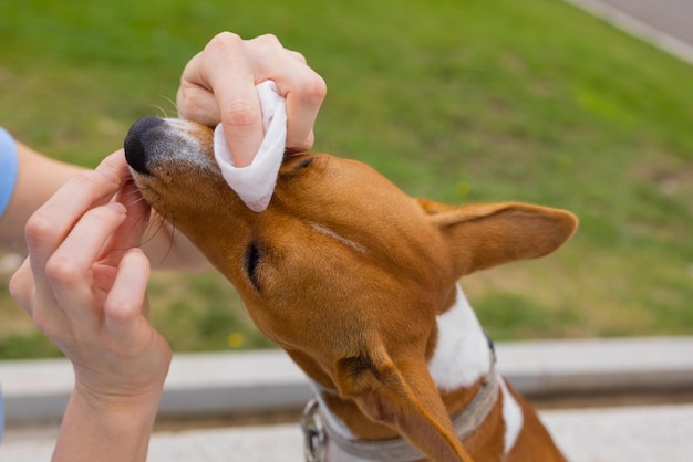 Unknown caucasian woman taking care of her pet dog Hands of female girl using wet wipe to clean head of her pet adult basenji