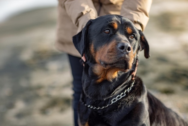 An unknown girl in a warm beige jacket stands on a sandy beach near the blue stormy sea and scratches behind the ear of her faithful friend a large beautiful educated dog of the Rottweiler breed