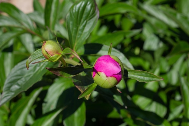 Unopened Bud of peony in the garden