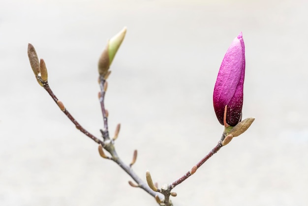 Unopened bud of pink magnolia flower on tree branch on gray background spring landscape gardening