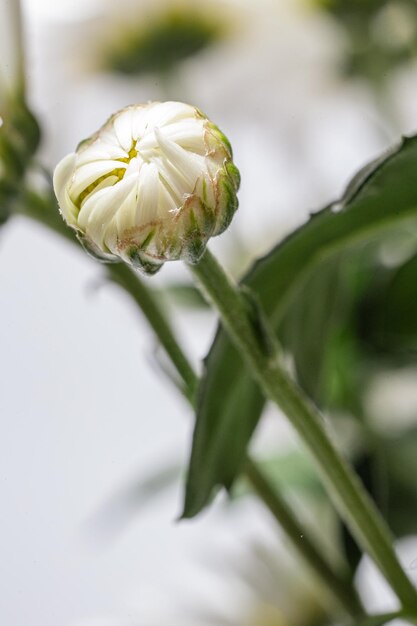 an unopened bud of a white chrysanthemum in closeup highlighted on a white background