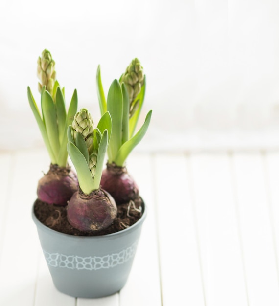 Unopened hyacinths in a gray pot on a wooden windowsill Selective Focus Top view