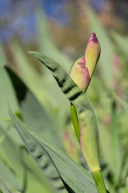 An unopened purple iris bud is photographed in closeup The background is blurred