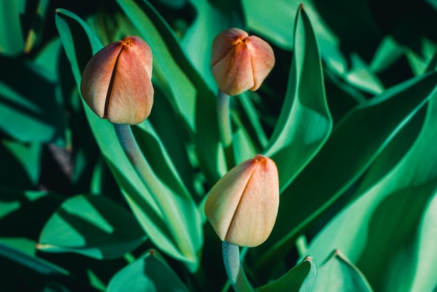 Unopened tulips in the flower bed Selective soft focus