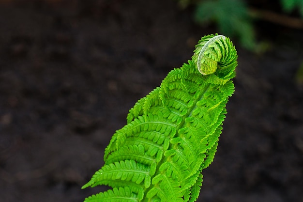 An unopeped frond of fern against soil background