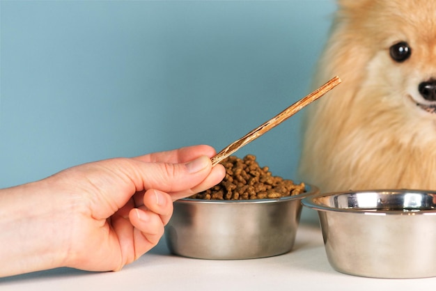 Unrecognisable hand of owner is giving a treat. Feeding of dog. Cute happy Pomeranian Spitz puppy is eating, biting a chew bone or stick. Tasty delicious treat for pet. Healthy food.