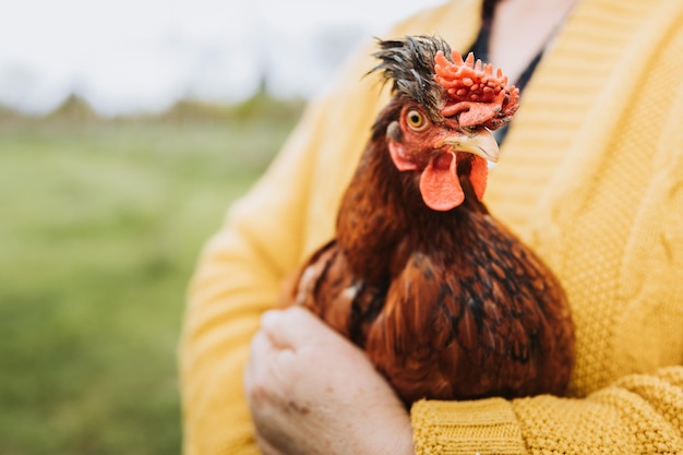 Unrecognizable farmer woman holding red chicken breed in her organic farm