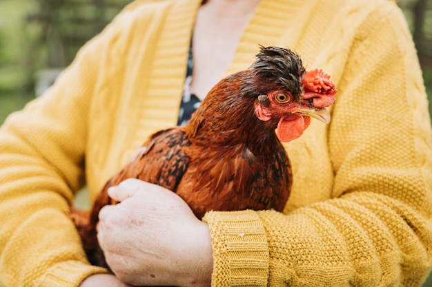 Unrecognizable farmer woman holding red chicken breed in her organic farm