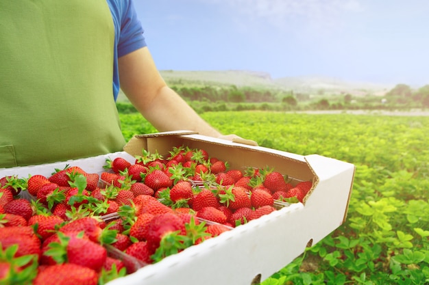 Unrecognizable man holding a box with fresh ripe strawberries in a filed