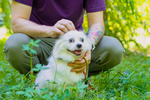 Unrecognizable man squatting stroking fluffy white dog on street Faceless owner with tired pet relaxing in green grass