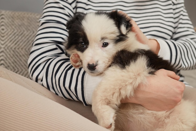 Unrecognizable unknown woman wearing striped shirt sitting on sofa with black and white puppy pettin