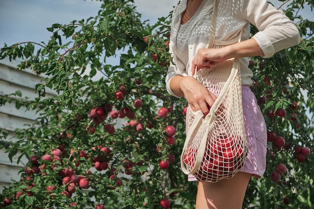 Unrecognizable woman picking plums in string eco mesh bag in her family backyard garden