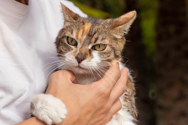 Unrecognizable young man stroking domestic cat with green eyes looking to camera while on human arms