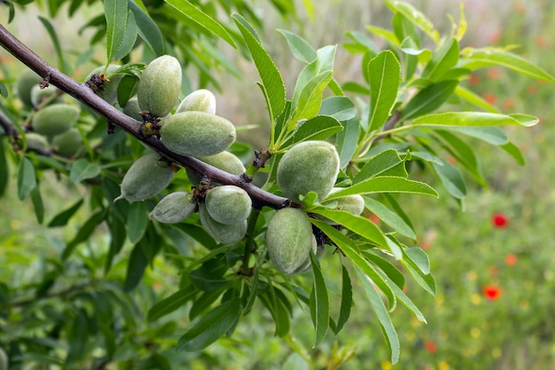 Unripe almonds on almond tree