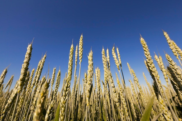 Unripe ears of wheat