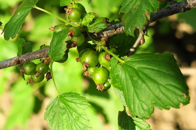 unripe green black currant grows on a currant bush in the garden