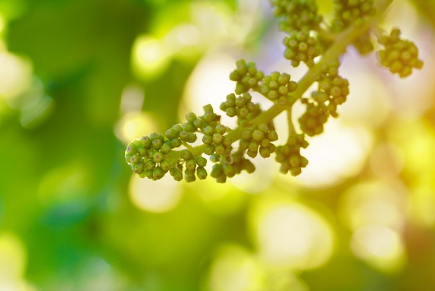 Unripe green bunch of grapes on a blurred background sunny