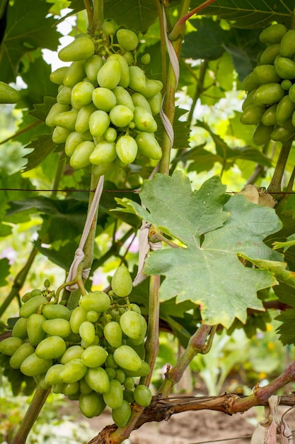 Unripe green bunches of grapes in vineyard in summer day. Shallow depth of field.