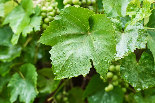 Unripe green grape bunch in rainy day with water drops on leaves, closeup