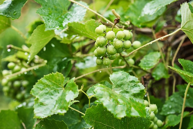 Unripe green grape bunch in rainy day with water drops on leaves, closeup