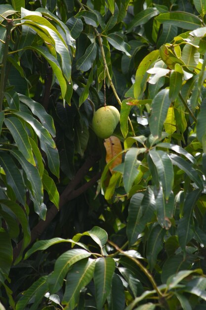 Unripe Green mangoes hanging on Branch Fresh green mango on tree Pakistani Mango Bunch of Mangos