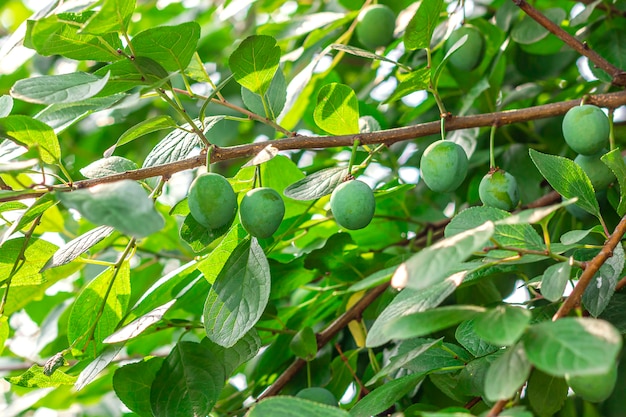 Unripe green plums (Prunus) on a branch in garden on a sunny day. Homegrown, gardening and agriculture consept. Natural, environmental summer background.