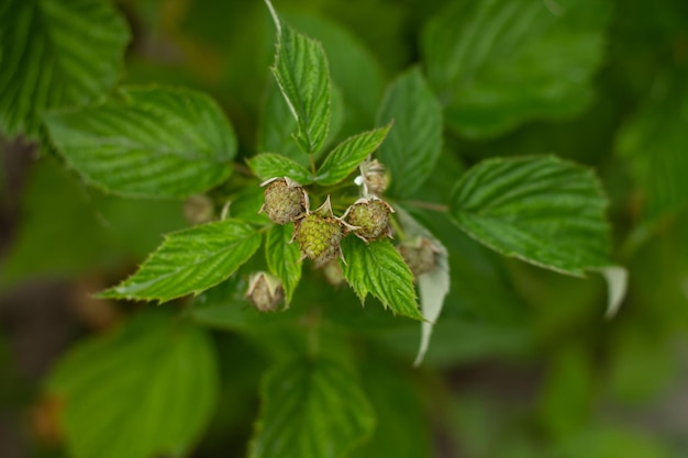 unripe green raspberries and green leaves