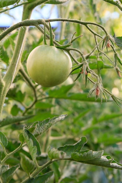 Unripe green tomato growing on bush in the garden. Cultivation of tomatoes in a greenhouse.