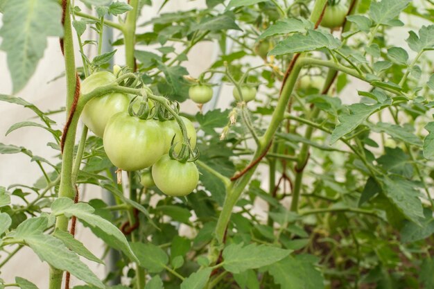 Unripe green tomatoes growing on bush in the garden