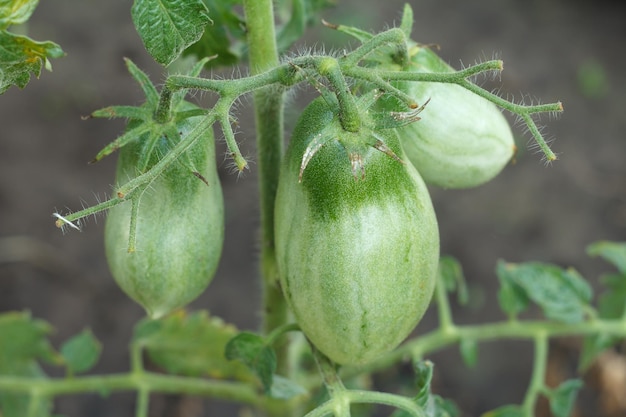 Unripe green tomatoes growing on bush in the garden