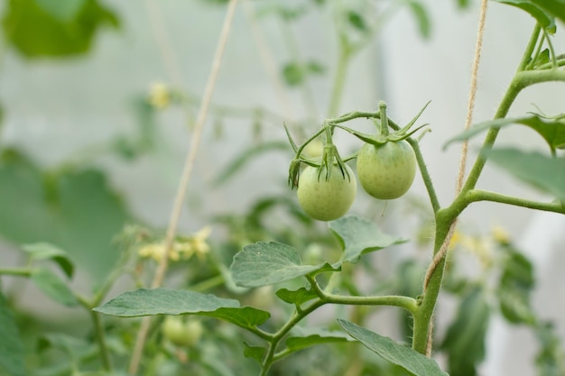 Unripe green tomatoes growing on bushes in the garden Greenhouse with the green tomatoes fruits