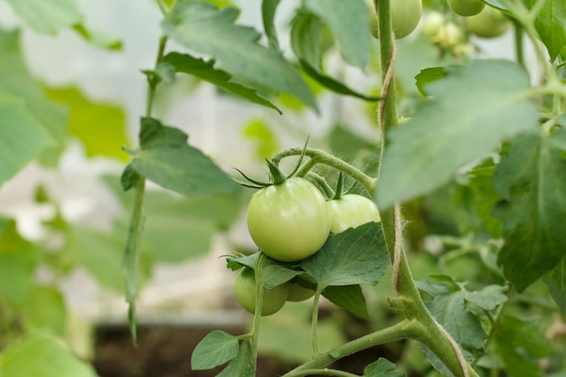 Unripe green tomatoes growing on bushes in the garden