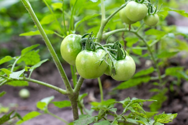 Unripe green tomatoes growing on the garden bed. The green tomatoes on a branch. Tomatoes in the greenhouse with the green fruits.