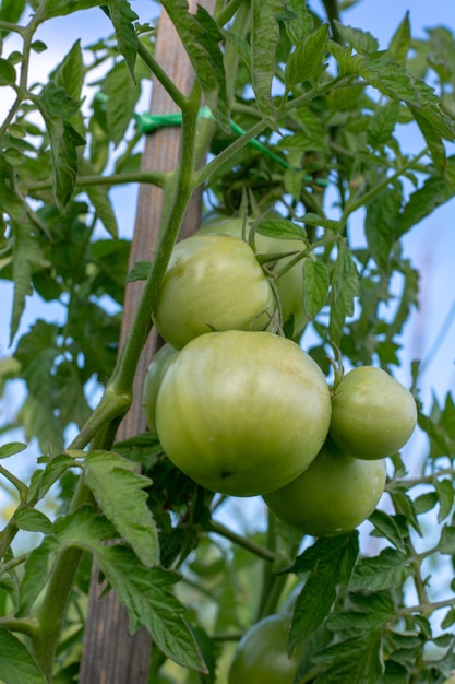 Unripe green tomatoes growing on the garden bed Tomatoes in the greenhouse