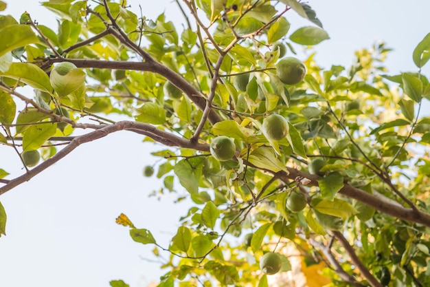 Unripe lemons in a garden with lemons background Harvest of green lemons hanging on the branches Green fruits on a branches selective focus