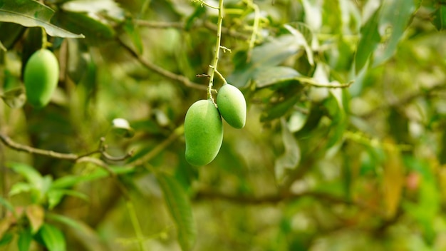 Unripe mangoes in the hometown