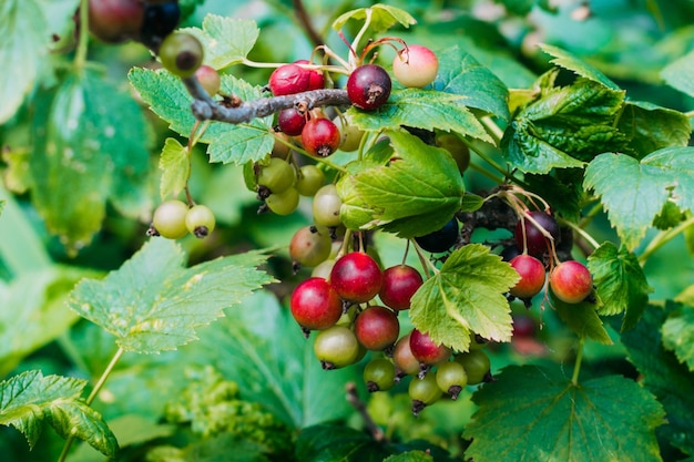 Unripe and mature black currant on a bush close-up. Vintage black currant in the garden