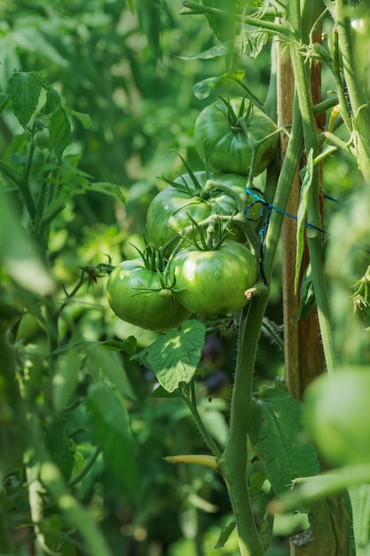 Unripe organic tomato plant Tomatoes growing on the vine