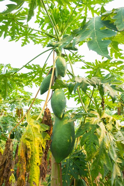 Photo the unripe papaya fruit has a green color on the tree.