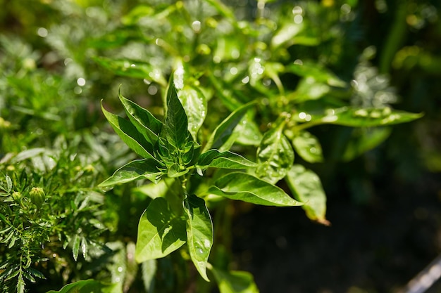 unripe pepper on a bush in a vegetable garden green peppers Unripe peppers on green stems