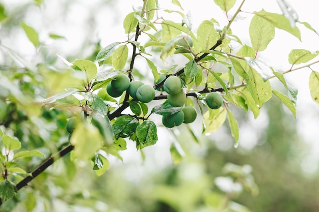 Unripe plum on a branch closeup