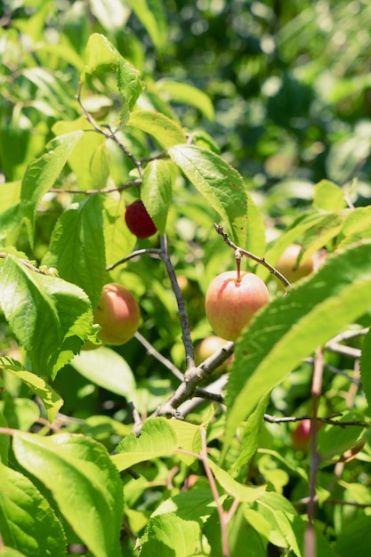 Unripe plum on a branch