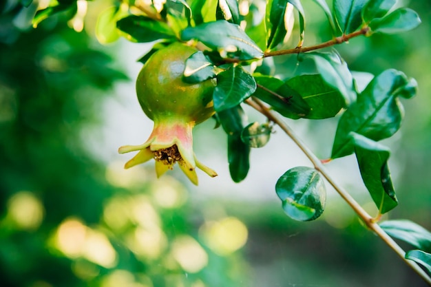 An unripe pomegranate fruit on a tree branch Green foliage A bush of a thermophilic plantGarden