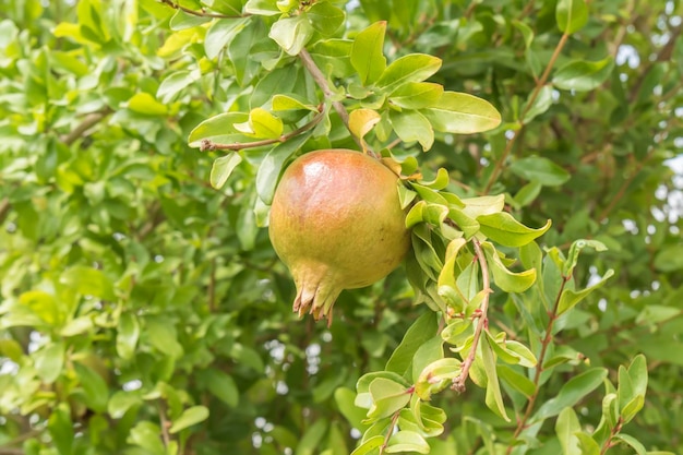 Unripe pomegranate in the tree