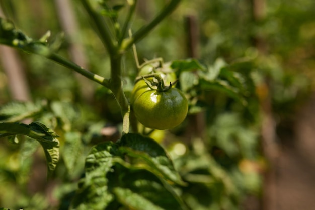 unripe tomatoes on a bush in a vegetable garden Agriculture concept Unripe tomatoes on green stems