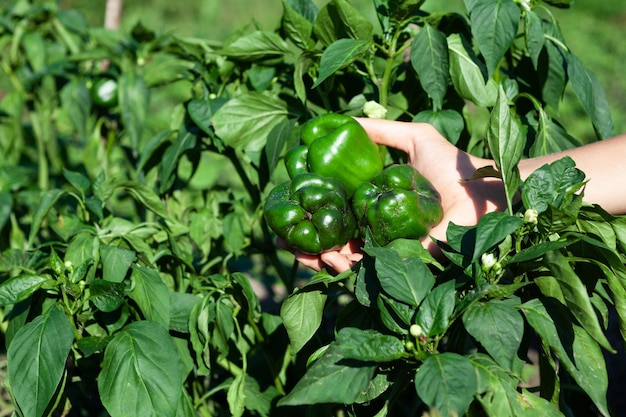 Unripe ugly pepper on branch affected by late blight or phytophthora Diseases of nightshade plants